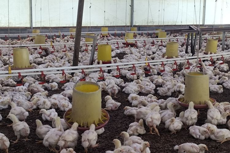 Kesulitan Dapat Solar, Peternak Ayam di Deli Serdang Kehilangan 800 Ekor Saat Listrik Padam