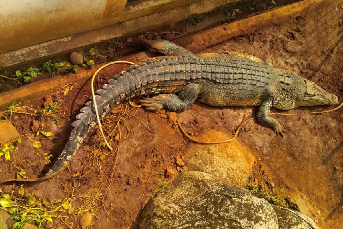 Buaya muara milik warga yang sudah dievakuasi ke Taman Reptile TMII, Rabu (11/7/2018)