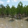 Nilai Karbon Mangrove Tanjung Punai Rp 104,8 Miliar Belum Tergarap 