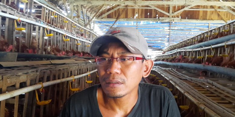 Peternak Ayam Di Blora Merugi: Harga Telur Turun Drastis, Harga Pakan ...