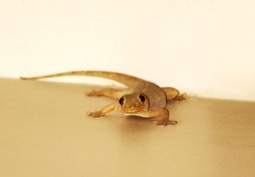 6 Bahan Alami yang Bisa Digunakan untuk Mengusir Cicak