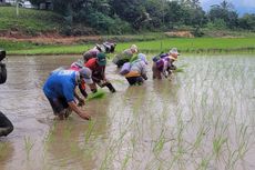 Pangan di Nunukan Mengkhawatirkan, Pemkab Stimulan Pupuk Gratis