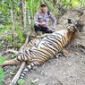 1 Lagi Harimau Sumatera Mati di Aceh Timur, Ini Penyebabnya