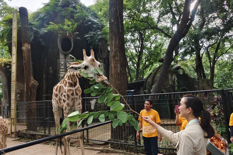 Menteri Pariwisata Widiyanti Putri Wardhana saat meninjau kesiapan Taman Margasatwa Ragunan untuk menyambut pekan libur Lebaran 2025, pada Jumat(14/3/2025).
