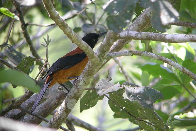 Mengenal Hooded Pitohui, Burung Pembawa Racun yang Lebih Mematikan dari Sianida