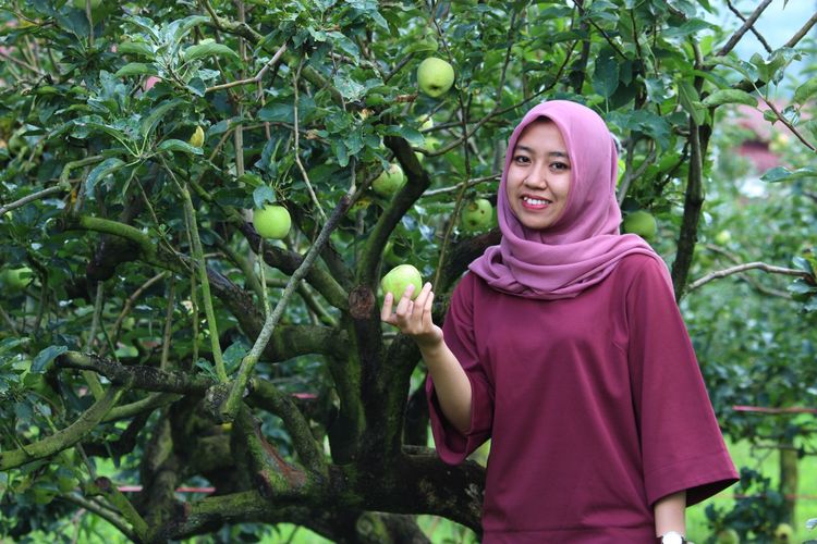 Ilustrasi wisata petik buah apel di Kusuma Agrowisata di Kota Batu, Jawa Timur.