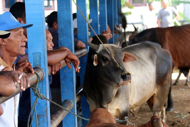 Hewan kurban dijual di Pasar Hewan Cot Iri, Kecamatan Krueng Barona Jaya, Kabupaten Aceh Besar, Sabtu (25/7/2020). Menjelang Hari Raya Idul Adha 1441 Hijriah, permintaan hewan kurban baik sapi dan kambing menurun diduga akibat pandemi Covid-19.