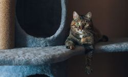 Intip Tren Kandang Kucing Mewah Puluhan Juta yang Makin Laris