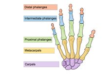 Tulang Tangan Manusia: Jenis dan Penyusunnya