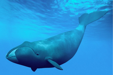 Bowhead Whale, Mamalia Laut dengan Umur Terpanjang