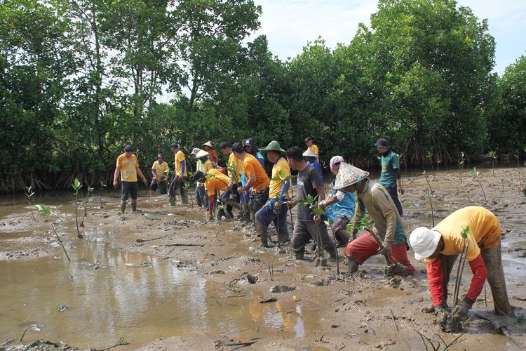Kementerian Kelautan dan Perikanan (KP) menanam 1.000 batang pohon mangrove dalam rangka peringatan Hari Bumi yang diperingati setiap 22 April 2024. Penanaman dilakukan di kawasan Instalasi Tambak Silvofishery Marana, Maros, Sulawesi Selatan (Sulsel), Selasa (23/4/2024). 
