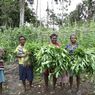 Saat Warga di Papua Berkebun Massal Saat Pendemi, Rawan Kelaparan dan Cegah Kesulitan Pangan