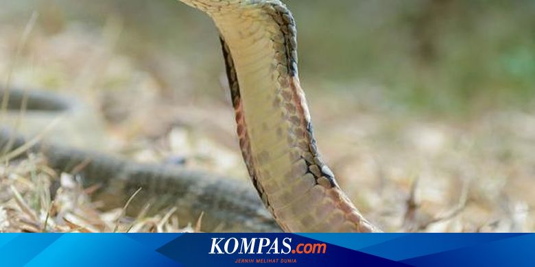 Lakukan Ini Jika Anda Digigit Ular Berbisa Saat Sendirian
