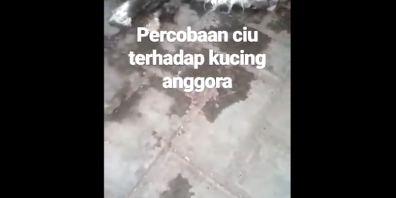 Tangkapan layar video viral seekor kucing dicekoki ciu hingga mati.