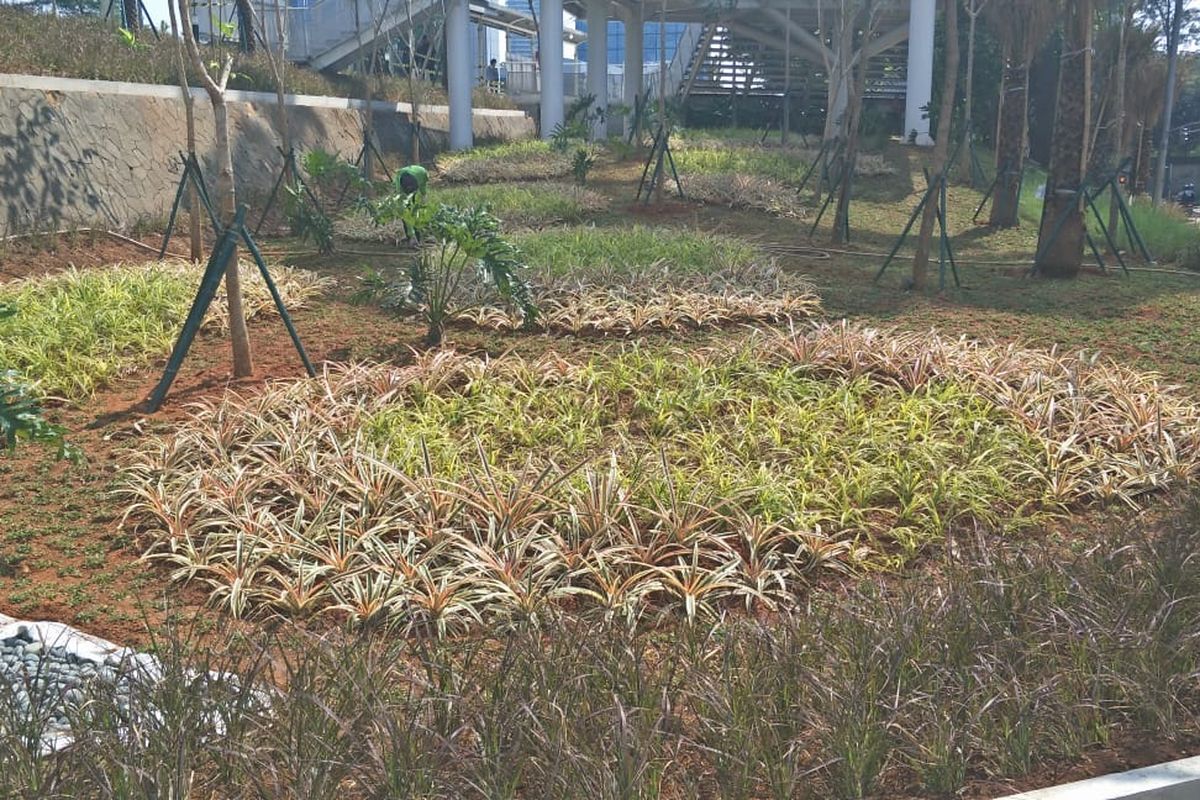 Pemprov DKI Jakarta menyiapkan ruang terbuka hijau baru bernama Taman Dukuh Atas, di Jalan Sudirman. 