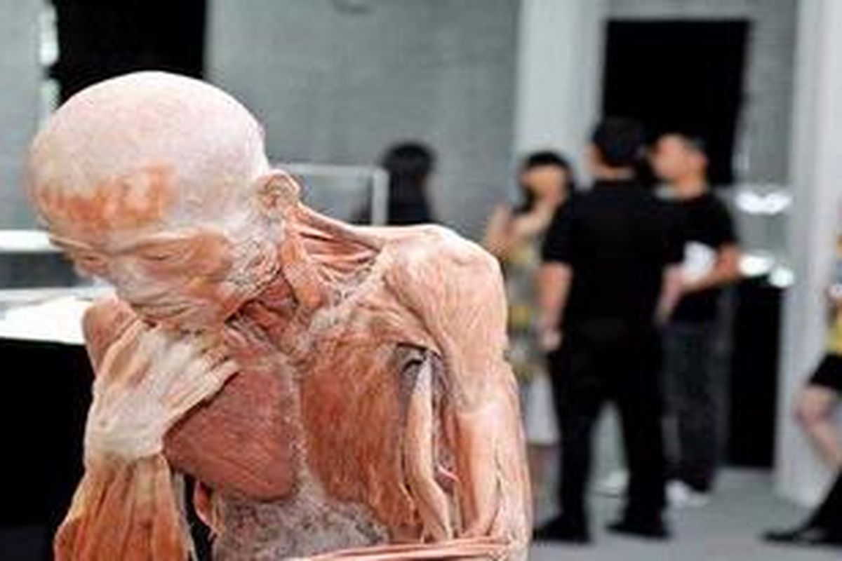 Salah satu spesimen yang dipamerkan dalam Anatomy Show 