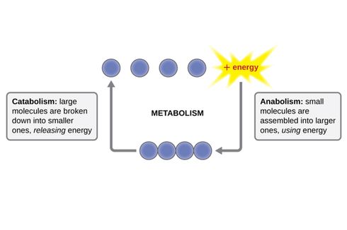 Kegiatan Metabolisme yang Termasuk dan Tidak Termasuk Anabolisme