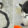 Anjing Ini Mati Lindungi Keluarga Majikannya dari Ular Kobra