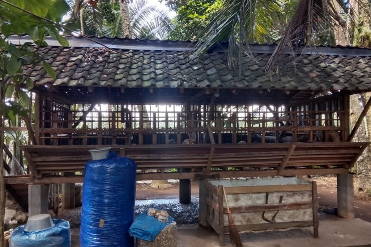 Kandang kambing yang menjadi TKP pencurian di Desa Temuasri, Kecamatan Sempu, Banyuwangi
