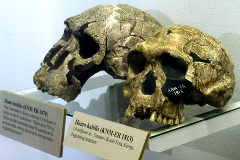 Homo Habilis, Manusia Tangkas dari Afrika