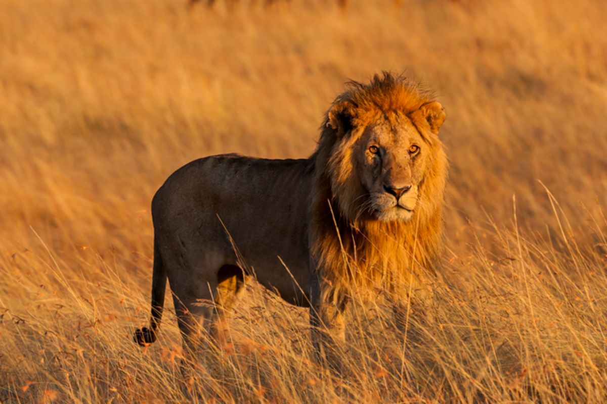 Ilustrasi singa. Binatang liar di kawasan Afrika lebih takut terhadap suara manusia daripada singa.