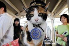 Pemakaman Mewah untuk Kucing yang Jadi Kepala Stasiun KA di Jepang