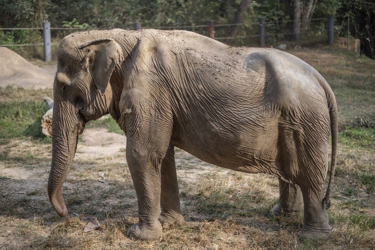Cacat Tubuh Porn - Kisah Pai Lin, Gajah Thailand yang Cacat Permanen akibat Sering Angkut  Wisatawan Selama 25 Tahun Halaman all - Kompas.com
