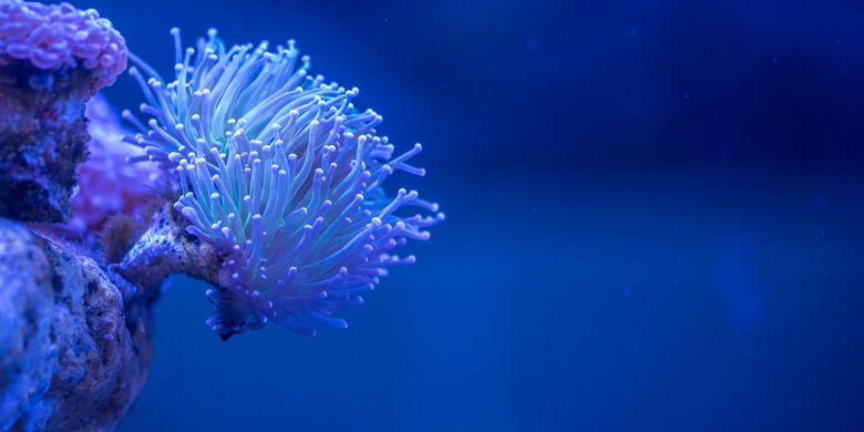 Coral: Definition, Characteristics, Physical, and Types All