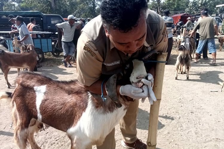 Petugas dari Dinas Ketahanan Pangan dan Perikanan Kota Blitar memeriksa gigi seekor kambing hewan kurban di Pasar Hewan Dimoro, Kota Blitar, Senin (26/6/2023)