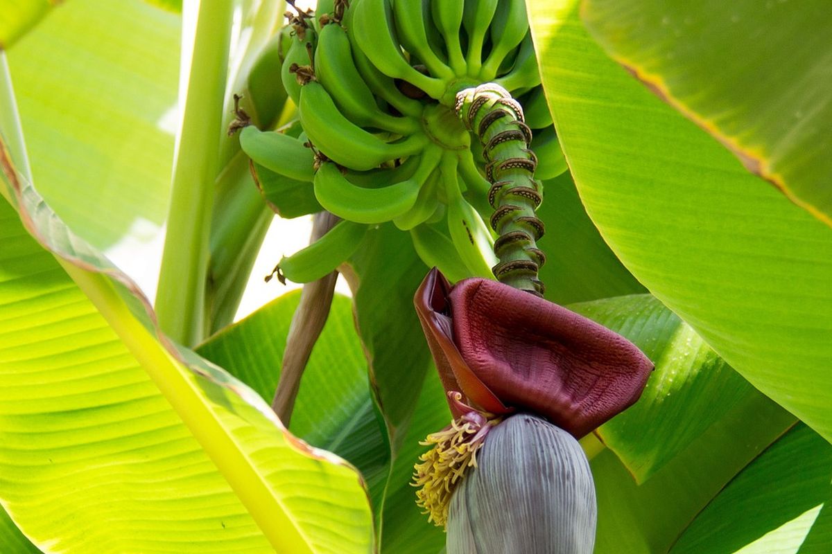 Ilustrasi pisang, pohon pisang.