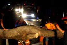 Akibat Pohon Tumbang, Jalan Trans Sulawesi Macet Dua Kilometer