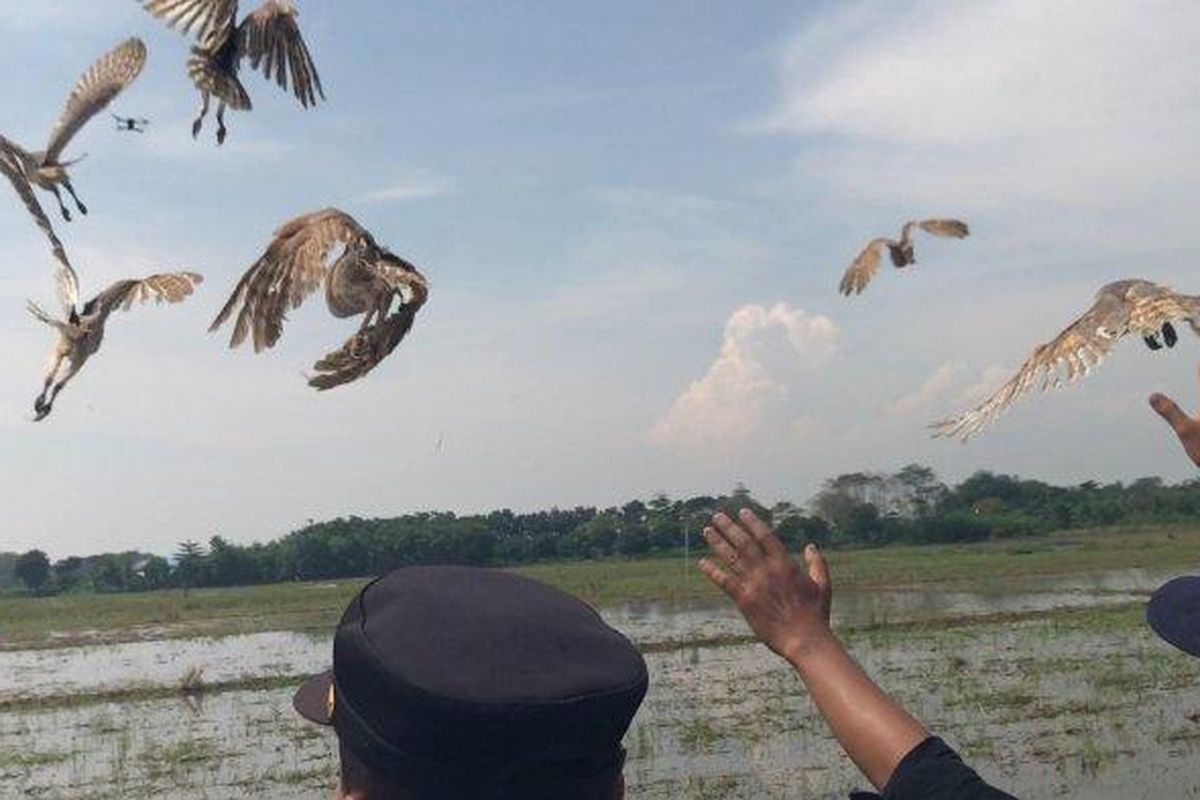 Pelepasan burung hantu bantuan Predsiden Prabowo Subianto di Desa Randegan Wetan, Kecamatan Jatitujuh, Majalengka, Jawa Barat, Jumat (9/5/2025). 