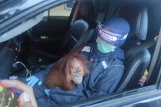 Cerita Petugas BSKDA Sumut Dilempari Batu Saat Ambil Orangutan dan Penjelasan Pemelihara