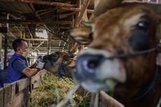 Dinas Pertanian Pastikan Hewan Ternak di Banten Aman dari PMK Jelang Idul Adha