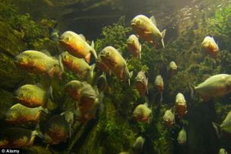 Ikan piranha banyak mendiami sungai-sungai di Brasil.