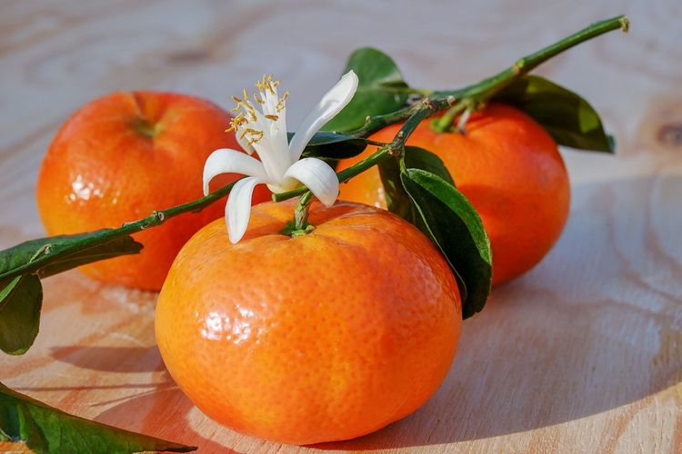 ilustrasi jeruk mandarin atau mandarin orange, buah yang selalu ada setiap Imlek. 