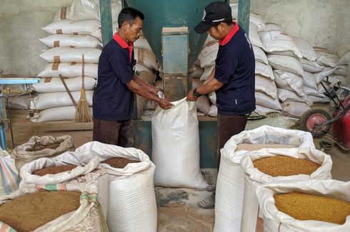 Kebutuhan Nasional Cukup, Indef: Tidak Ada Impor Jagung untuk Pakan Unggas