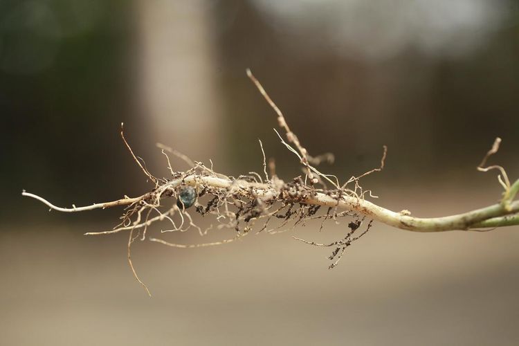 Simbiosis bakteri rhizobium dengan perakaran tanaman