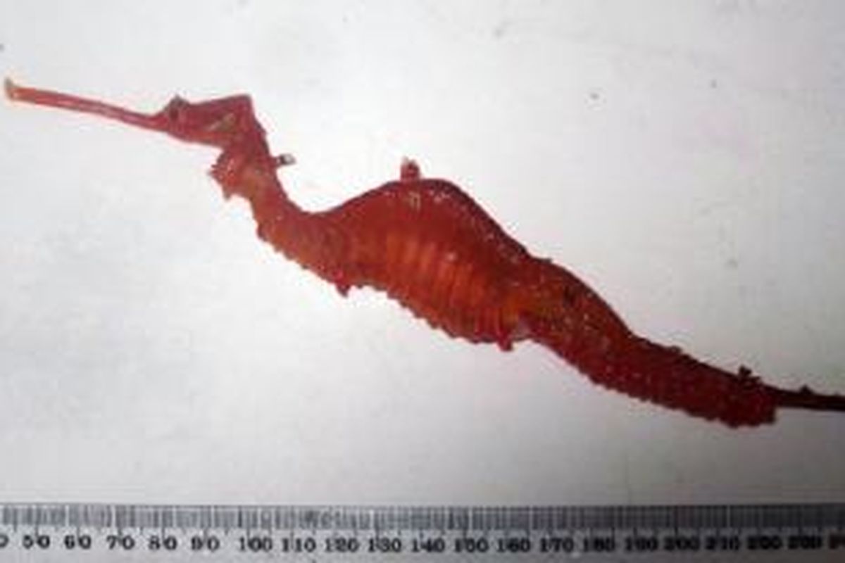 Spesimen naga laut merah dari Western Australia Museum. 