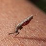 Mengenal 4 Ciri-ciri Nyamuk Anopheles Penyebab Malaria