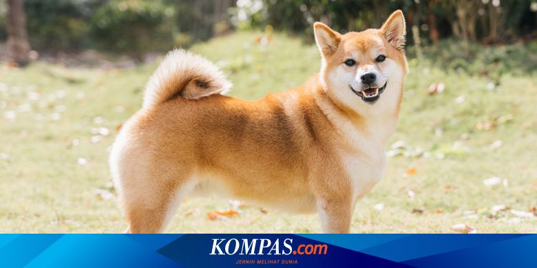 Kerap Dikira Sama Ini 5 Perbedaan Anjing Akita Inu dan Shiba Inu