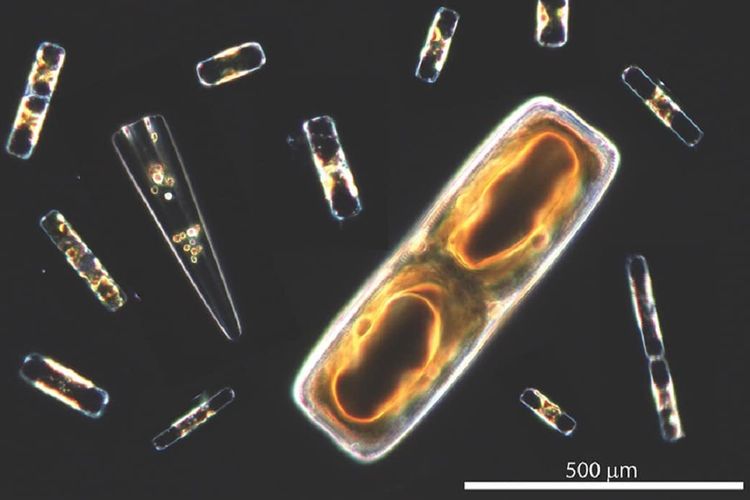 Gambar komposisi diatom, ganggang bersel tunggal yang terkenal dengan dinding sel hiasnya yang terbuat dari silika. Diatom adalah salah satu dari beberapa spesies fitoplankton dengan enzim pemompaan proton (dikenal sebagai VHA) yang membantu dalam produksi oksigen global dan fiksasi karbon.