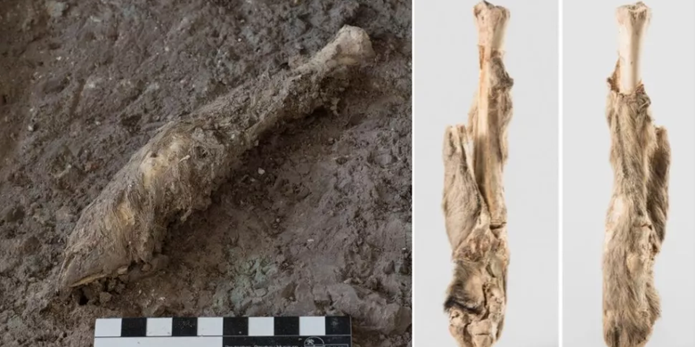 Peneliti mengambil sampel DNA dari potongan kaki domba yang ditemukan di tambang garam kuno di Iran 
