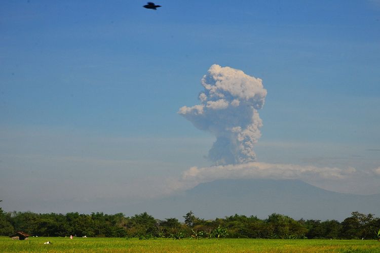 Erupsi Gunung Merapi terlihat dari Kismoyoso, Ngemplak, Boyolali, Jawa Tengah, Minggu (21/6/2020). Gunung Merapi mengalami erupsi pada pukul 09.13 WIB dengan aplitudo 75 mm, dengan durasi letusan 328 detik dan tinggi kolom erupsi kurang lebih 6.000 meter dari puncak.