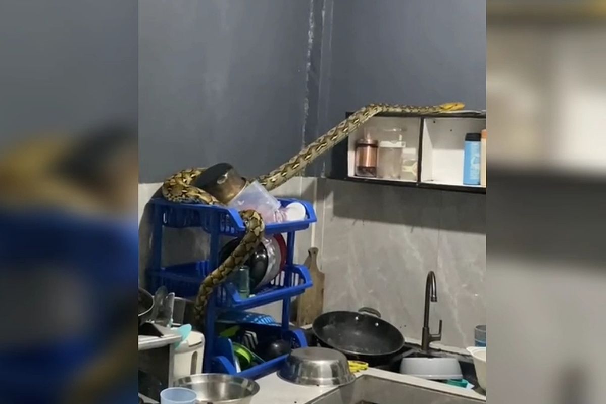 ULAR PITON: Petugas pemadam kebakaran (damkar) Kota Baubau, Sulawesi Tenggara, mengevakuasi seekor ular piton yang masuk ke rumah warga di Kelurahan Bukit Wolio Indah, Kecamatan Wolio, Kota Baubau, Sabtu (9/11/2024). Ular piton sepanjang sekitar empat meter sebesar lengan orang dewasa ini ditemukan berada di rak piring dapur rumah warga.