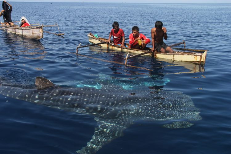 Anak-anak nelayan di Botubarani bergembira menyambut kehadiran beberapa ekor hiu paus di desa mereka.