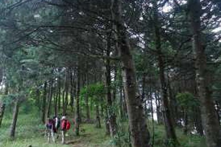 Jalur Pendakian Gunung Prau via Dusun Wates, Kecamatan Kalijajar, Kabupaten Temanggung, Jawa Tengah.