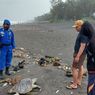 Penyu Mati di Bantul, di Mulutnya Ada Sampah Plastik