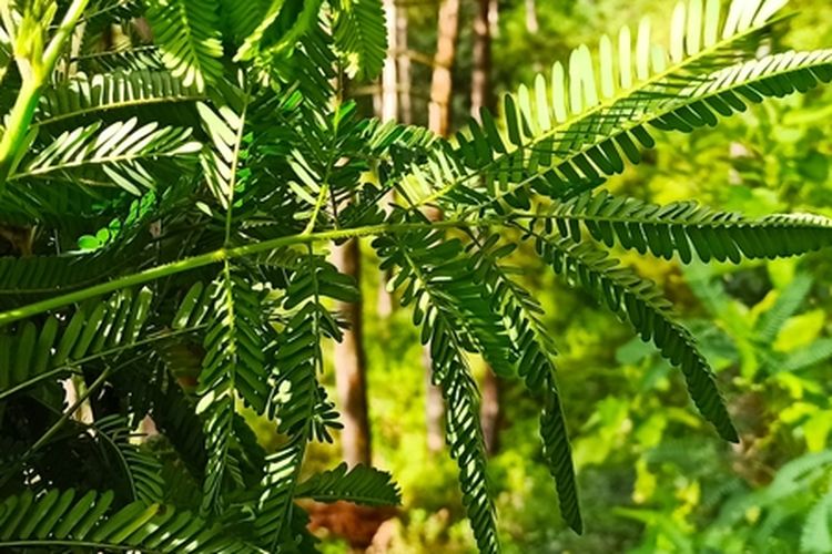 Ilustrasi tanaman kaliandra. 