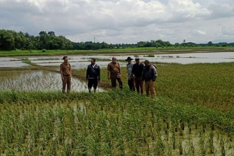  Dinas Pertanian dan Ketahanan Pangan (DPKP) Kabupaten Tangerang mencatat 217 hektare sawah di Kabupaterang terndam banjir pada Desember 2022 hingga Januari 2023. Sebanyak 113 sawah mengalami kerusakan atau puso dan kerugian para petani ditaksir mencapai Rp 344 juta.